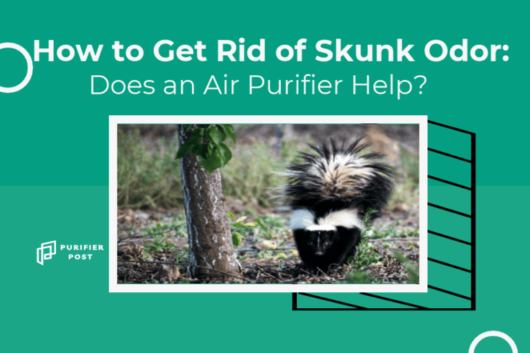 How to Get Rid of Skunk Odor: Does an Air Purifier Help?
