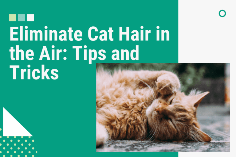 How to Eliminate Cat Hair in the Air: Tips and Tricks