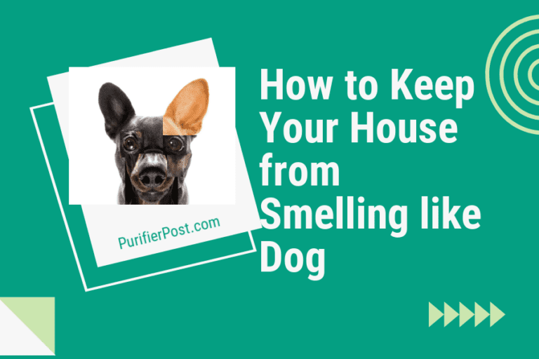 How to Keep Your House from Smelling like Dog: Top Tips for a Fresh Home