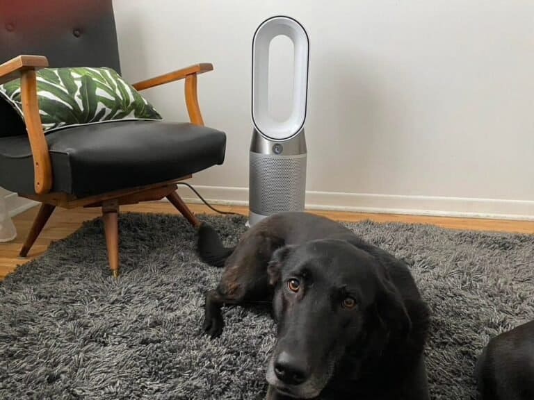 Exploring the Efficacy of Dyson Air Purifiers: Can They Effectively Remove Pet Hair?
