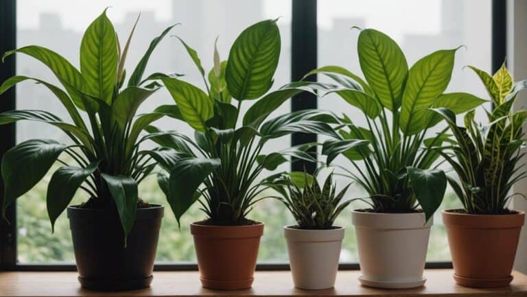 Which 5 Indoor Plants Purify Air?
