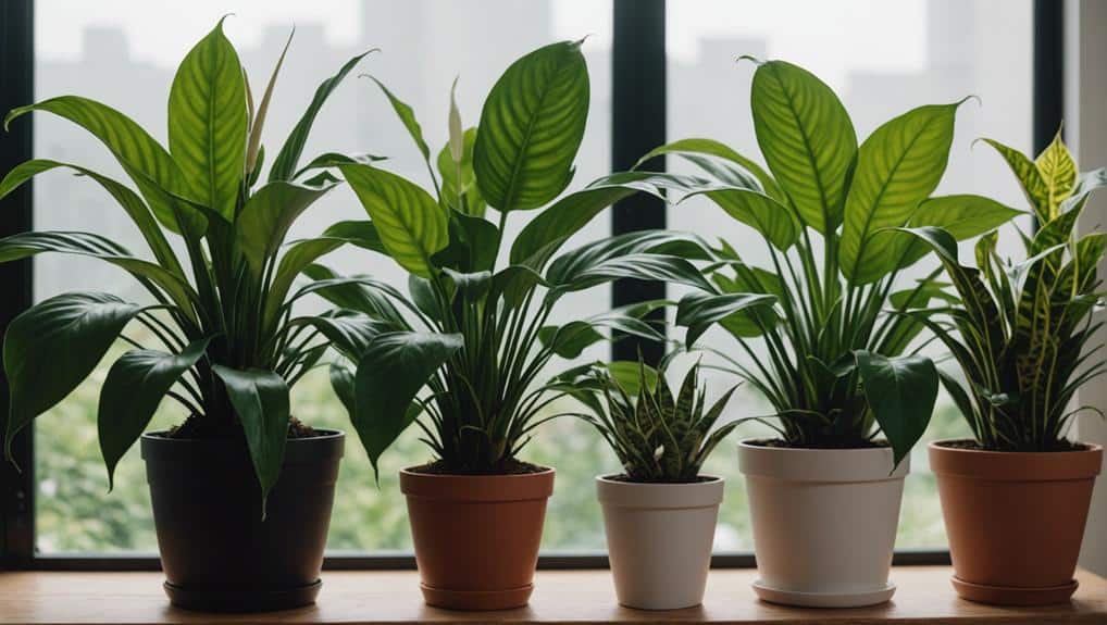 air purifying indoor plant guide
