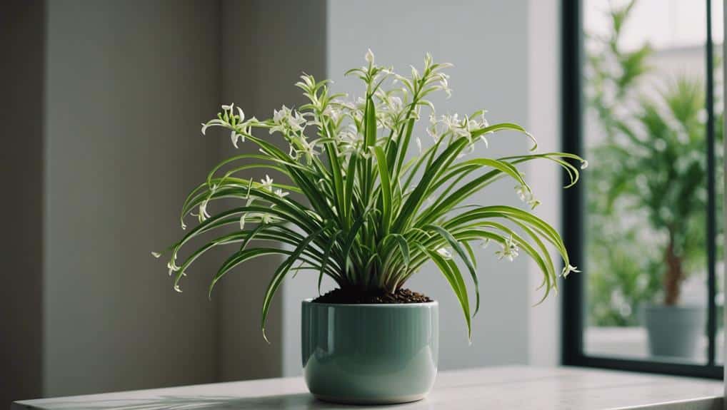 hardy indoor houseplant option