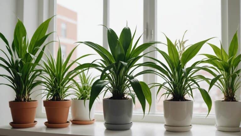 indoor plants for cleaner air