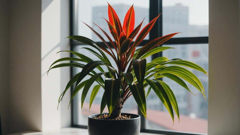 tropical plant with red edged leaves