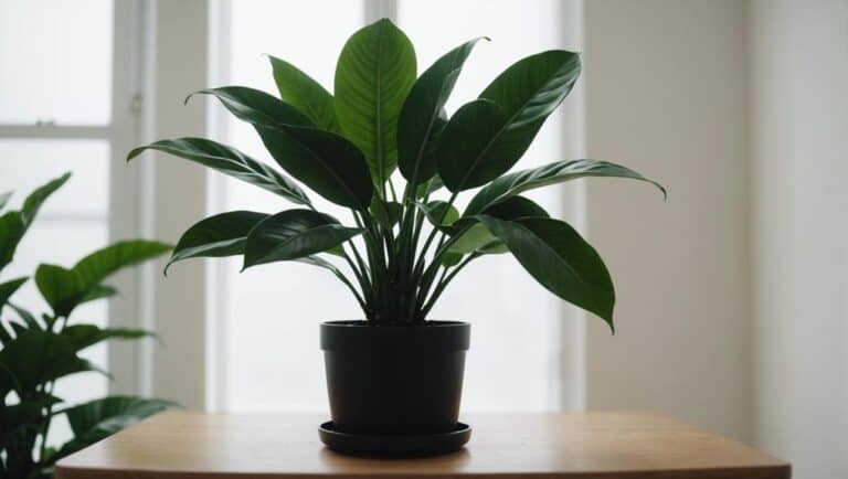 ZZ Plants: Superior Air Purifiers